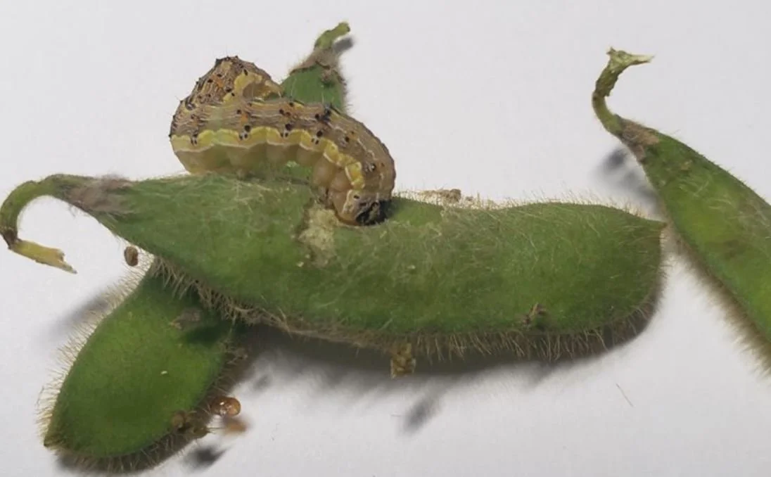 Soybean Podworm (a.k.a. Corn earworm) Damage on Soybeans — KyGrains.info