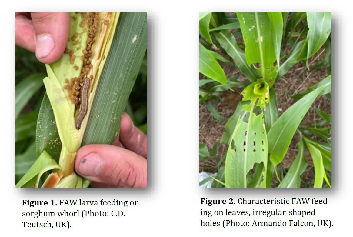 Occurrence of Fall Armyworms 2021 vs. 2022 — KyGrains.info