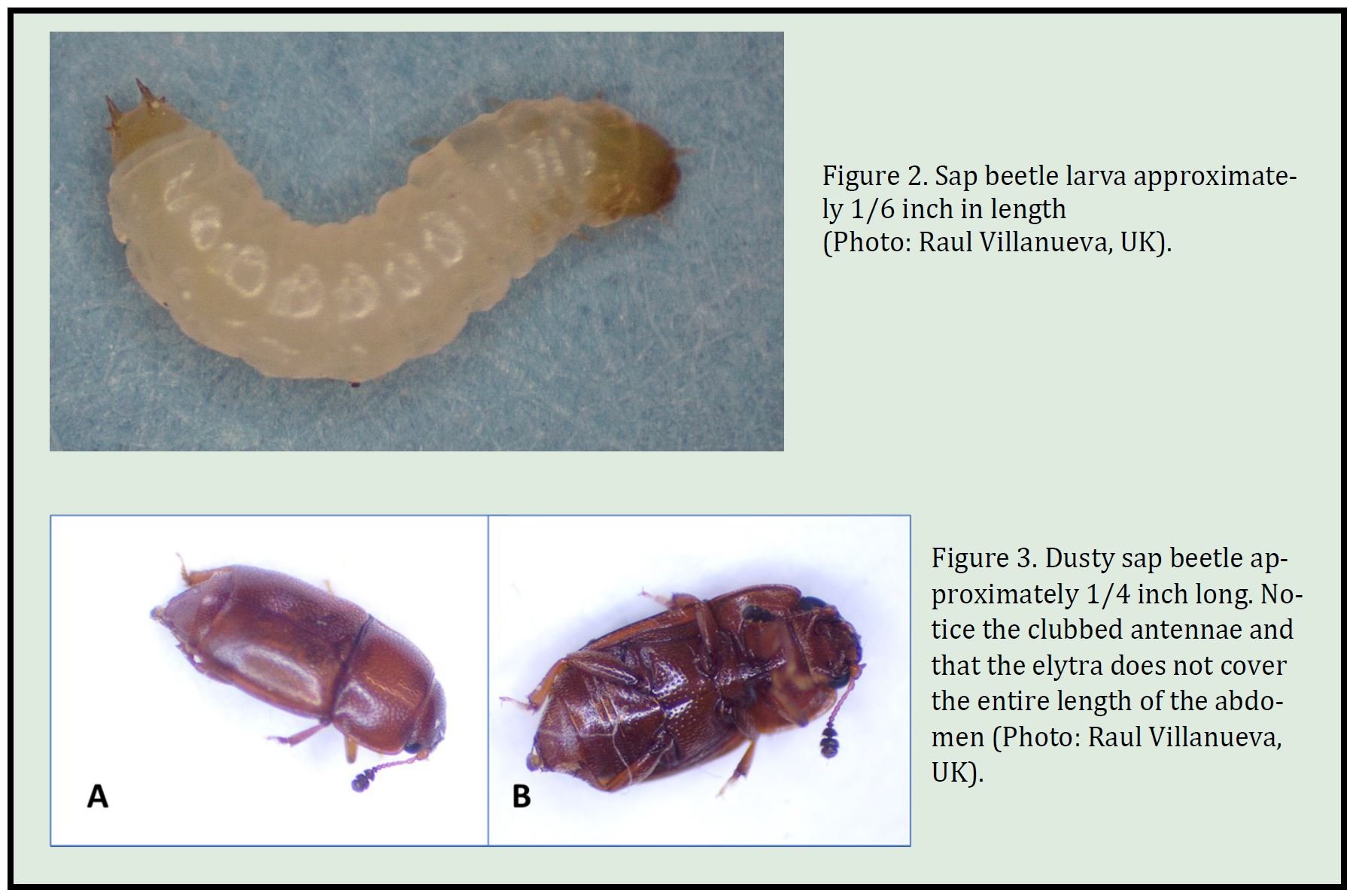 Corn Earworm Life Cycle