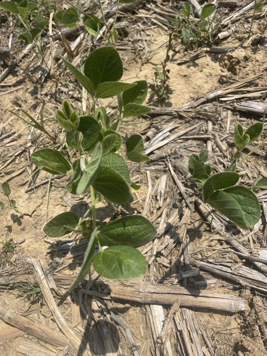 Soybeans Response to Drought Conditions — KyGrains.info