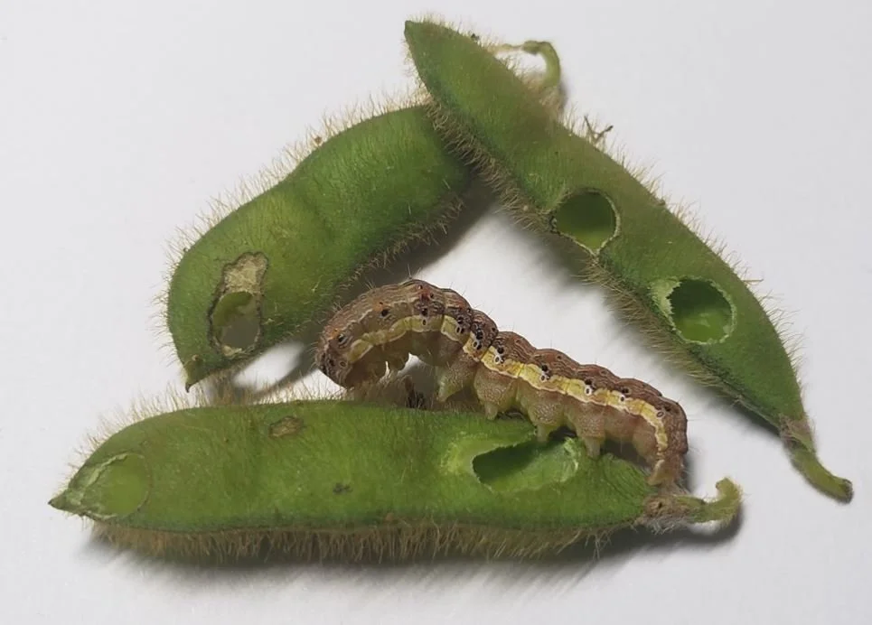 Soybean Podworm (a.k.a. Corn earworm) Damage on Soybeans — KyGrains.info