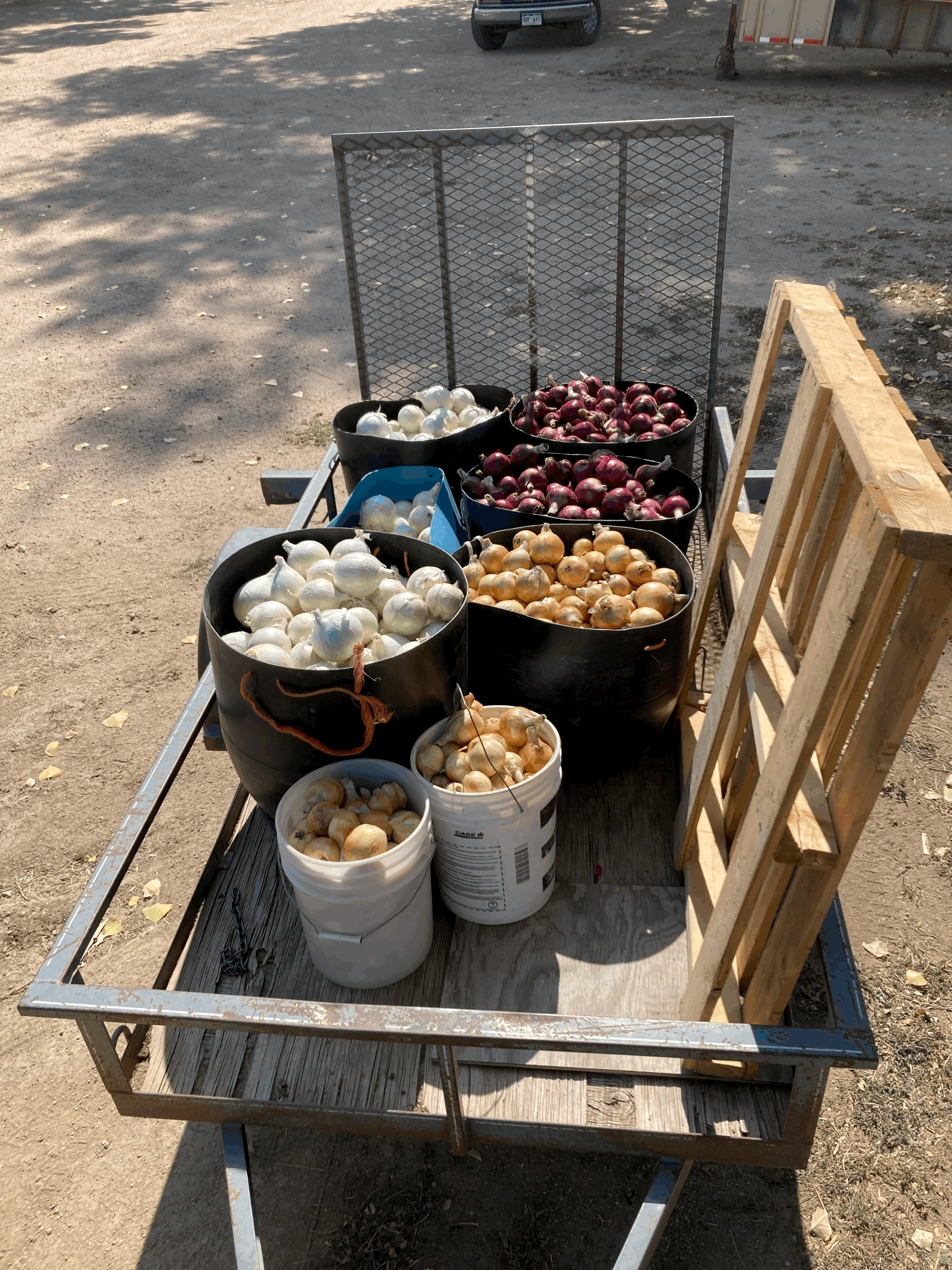 Mix Onion Box (10.5lbs)