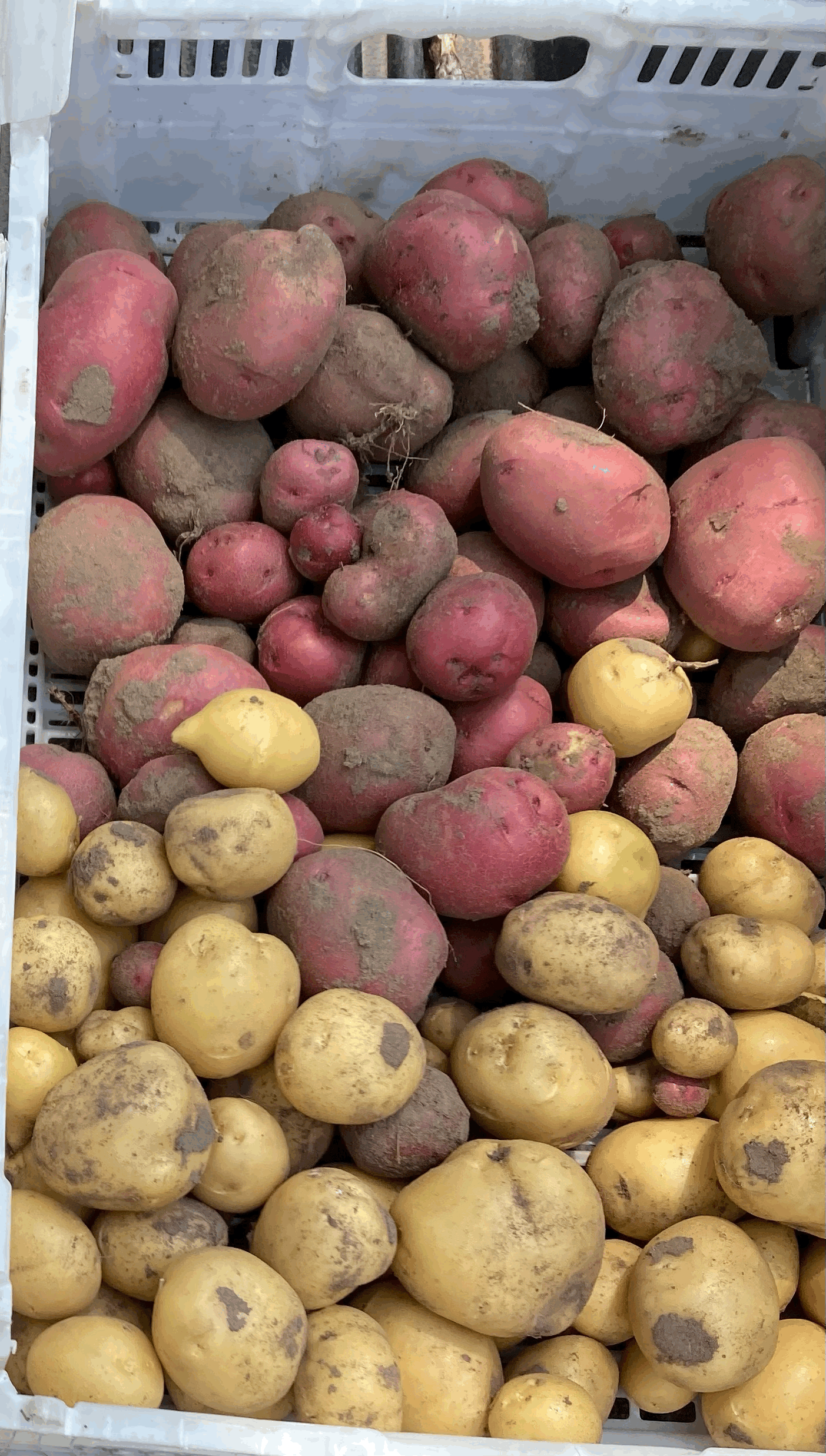 Yellow Potatoes (10lbs)