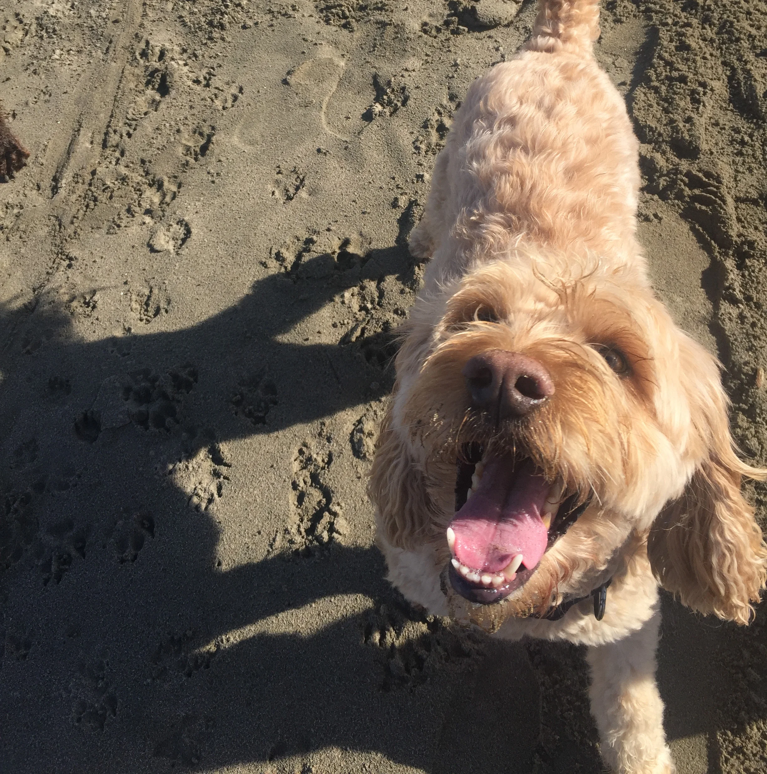 Dex smile shorter.jpg