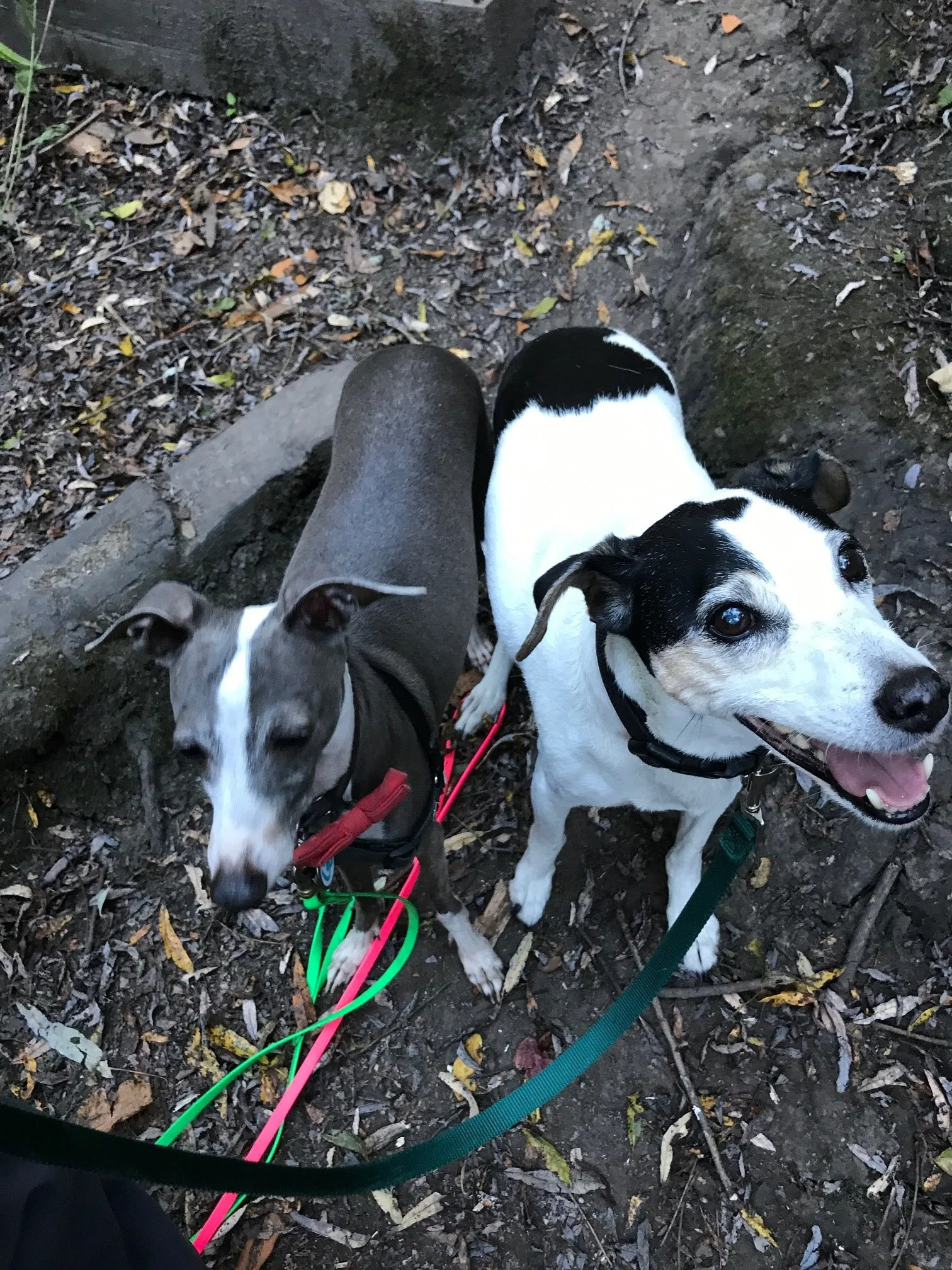 "I may be and old an but I still got it" ~Zeek