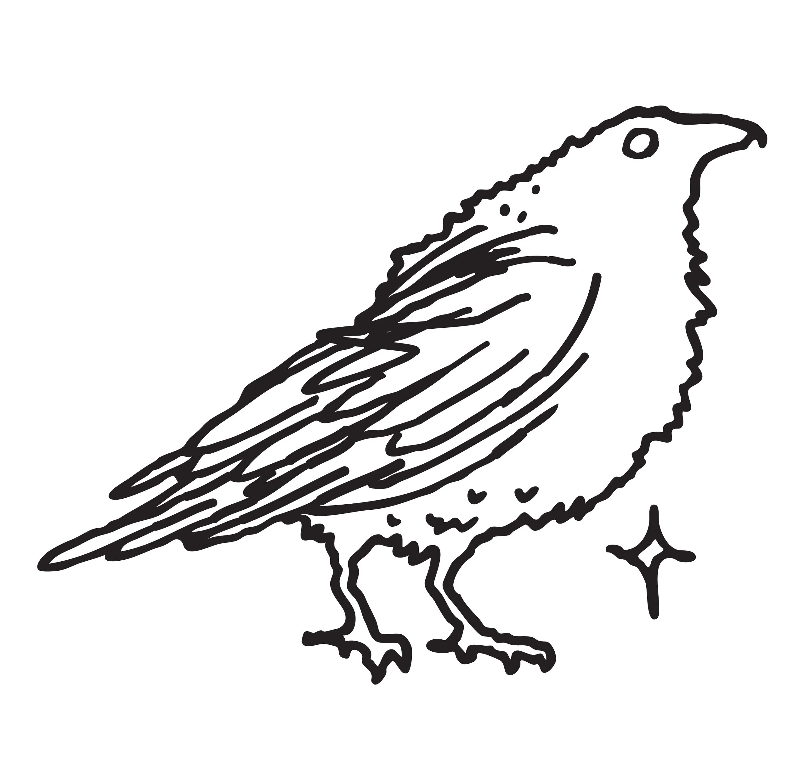raven.jpg
