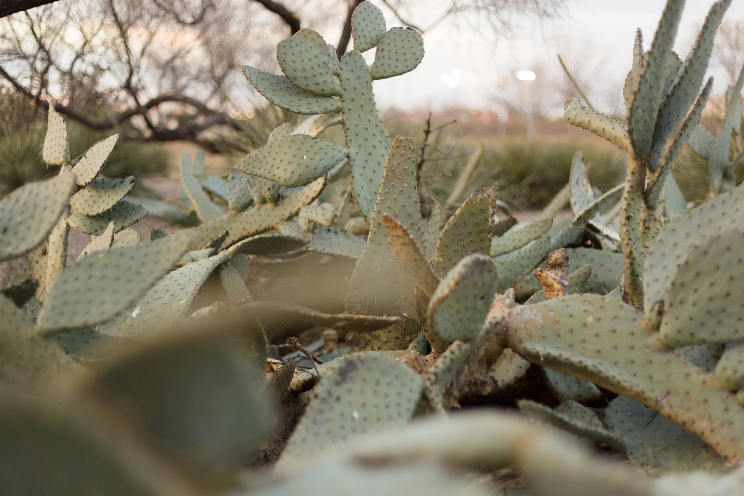 Cacti-1.jpg