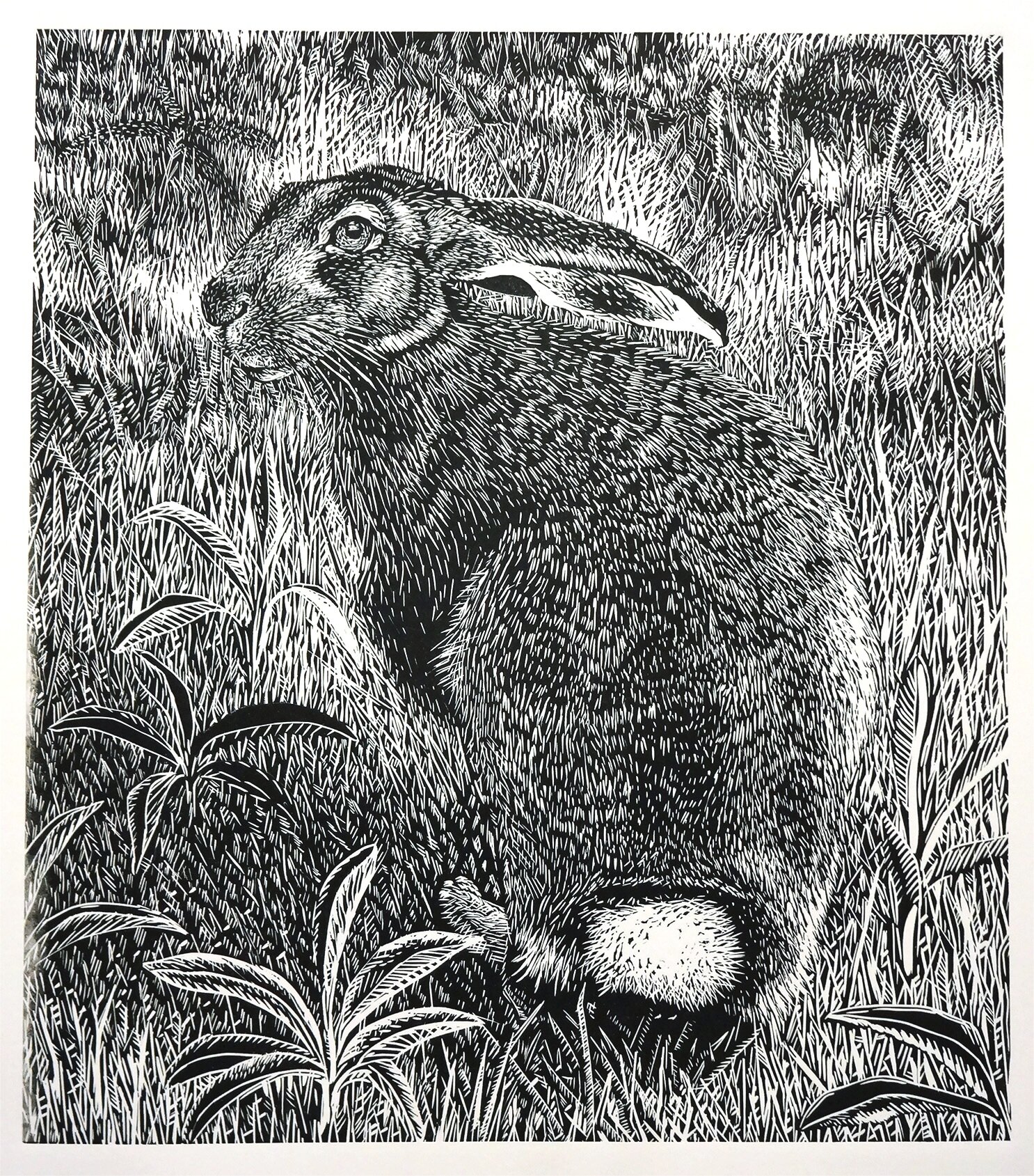 European Hare | 2016 | relief print | available