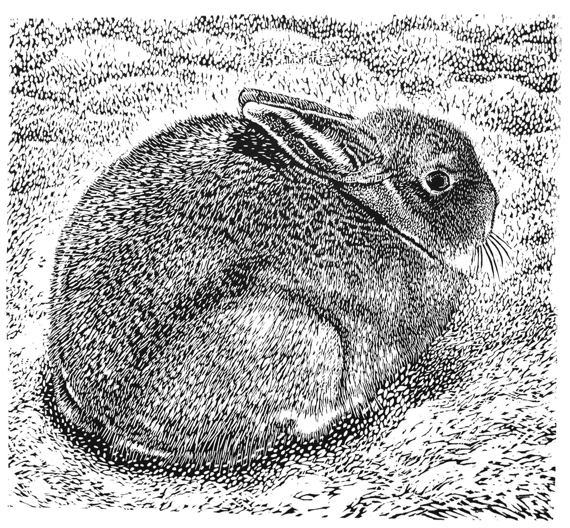 Mountain Hare | 2017 | relief print | available