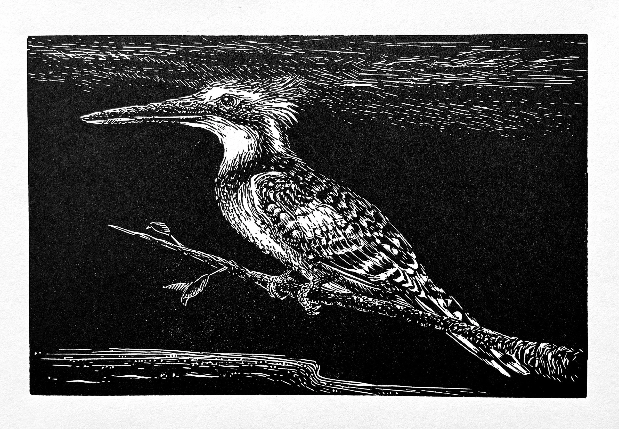 Pied Kingfisher S1.jpg