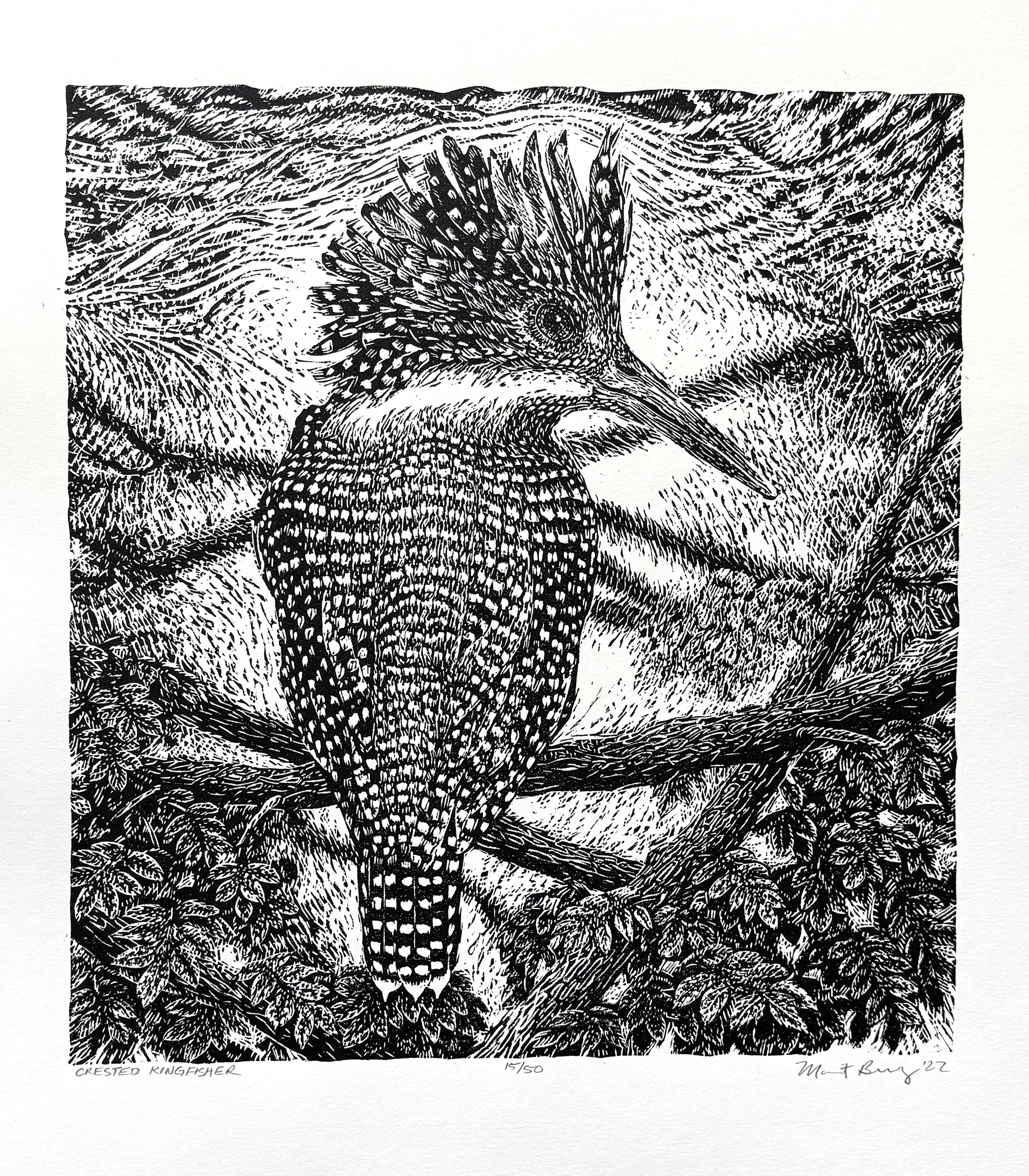 Crested Kingfisher.jpg