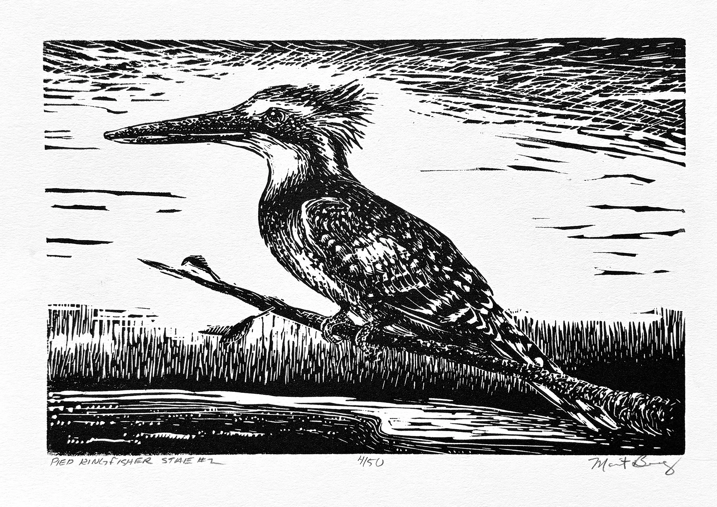 Pied Kingfisher S2.jpg