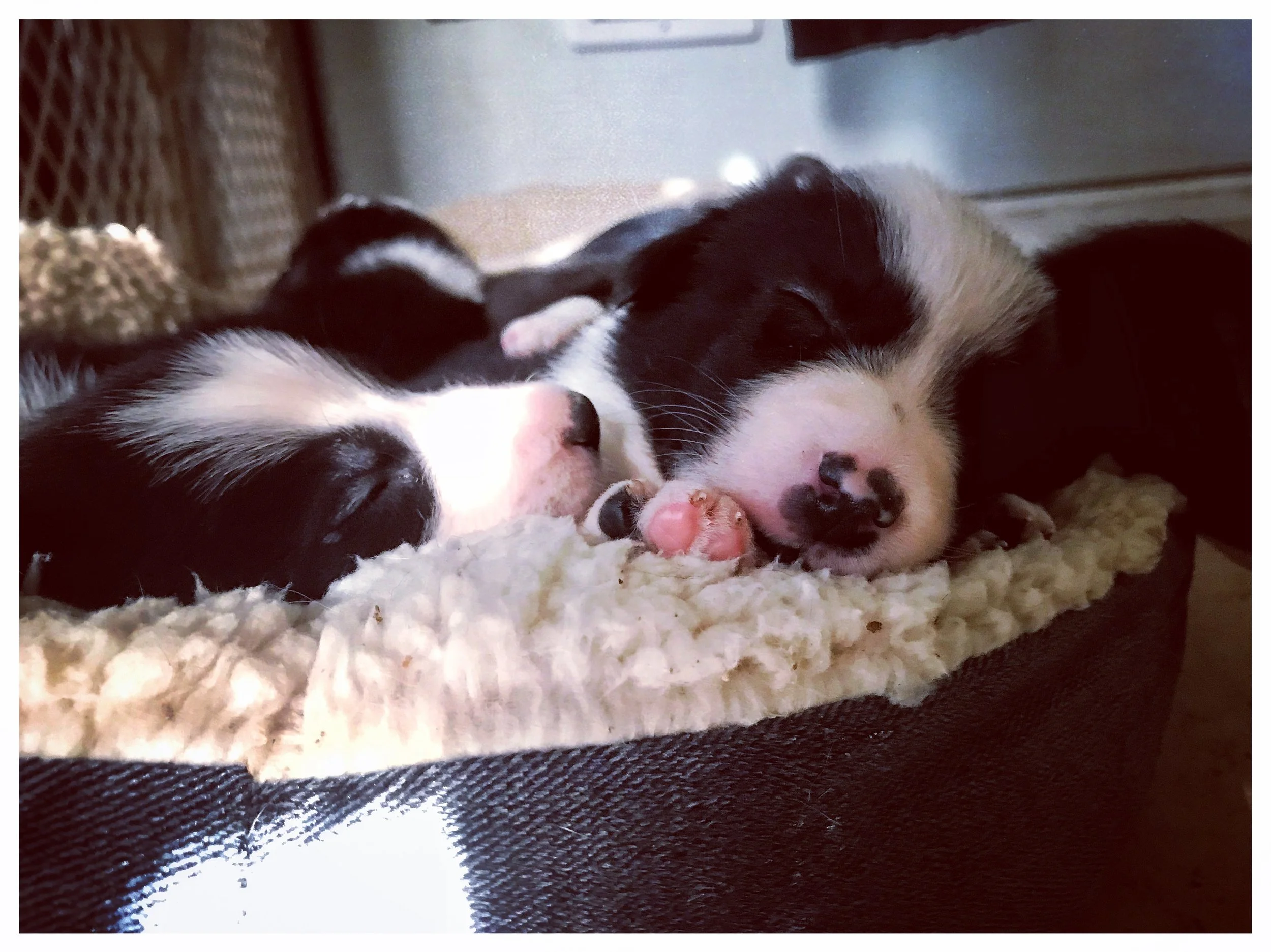 Brix x Monty Puppies