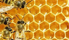  A bees nest