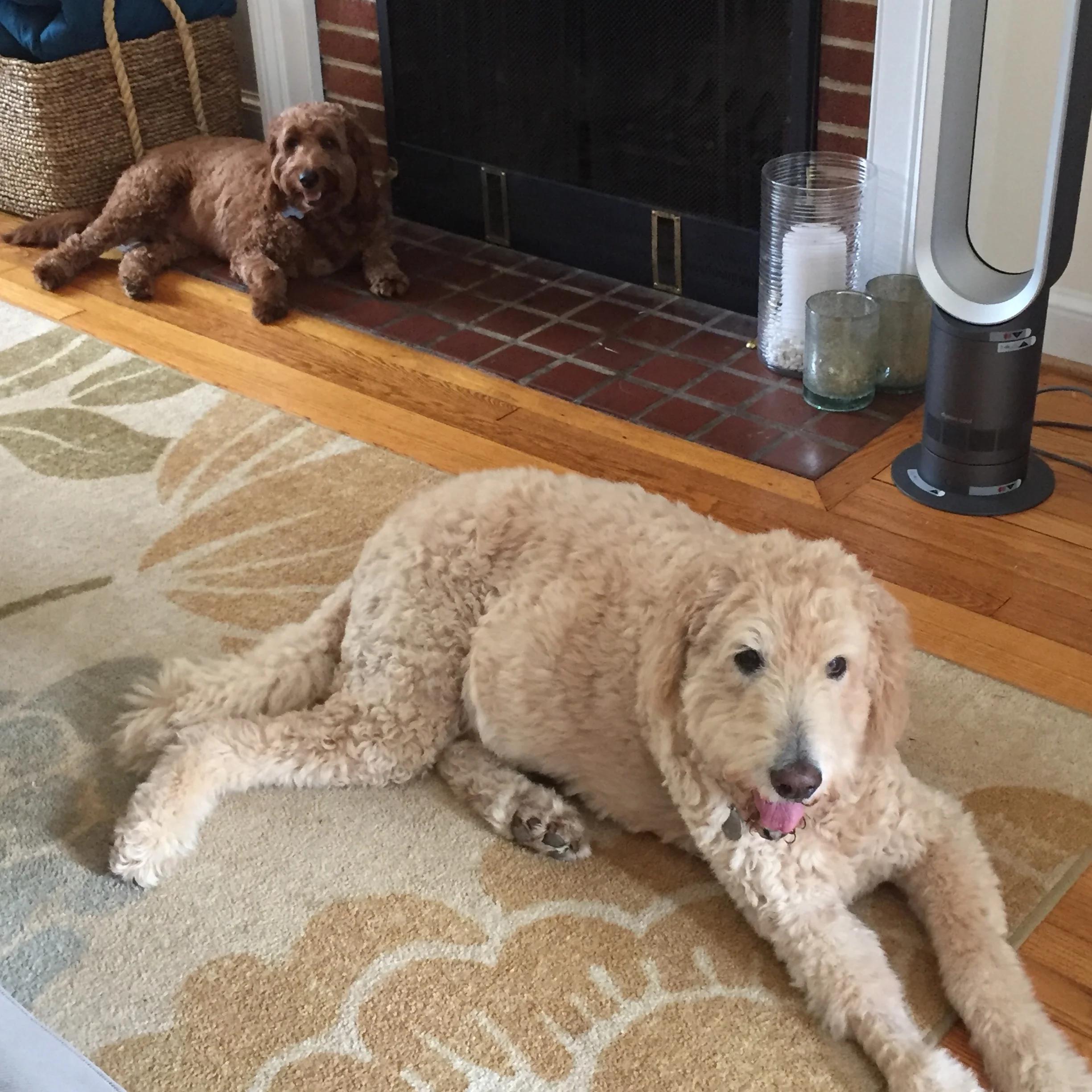 Welcome to the squad, Jazz & Rudy! It’s Double Golden Doodle Time!