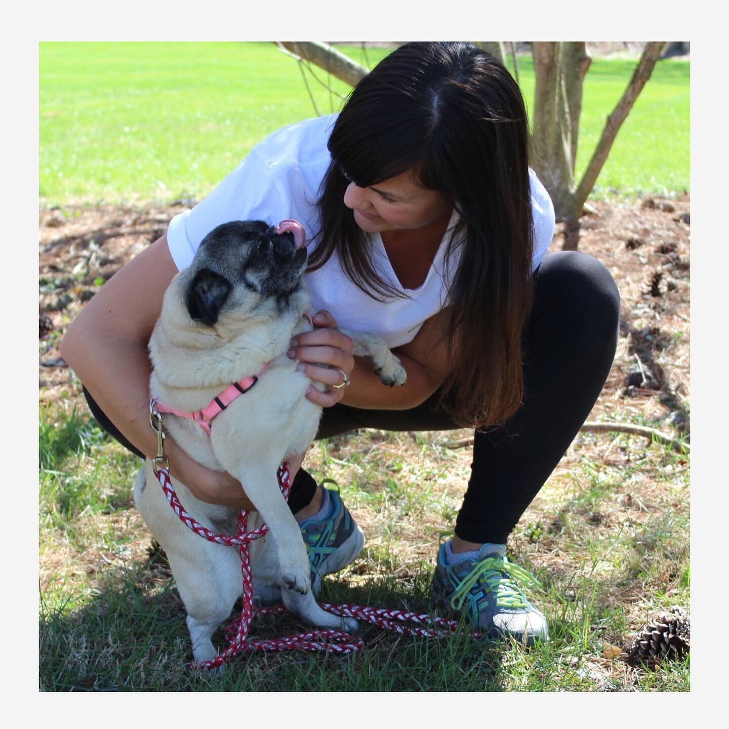 We are looking for a Dog Walker to join @maryspetsquad! If you know of someone who would be a perfect fit to join our pet care squad, please tell them to visit the link in our bio (on IG) or head to our website www.maryspetsquad.com/jobs! Thank you f