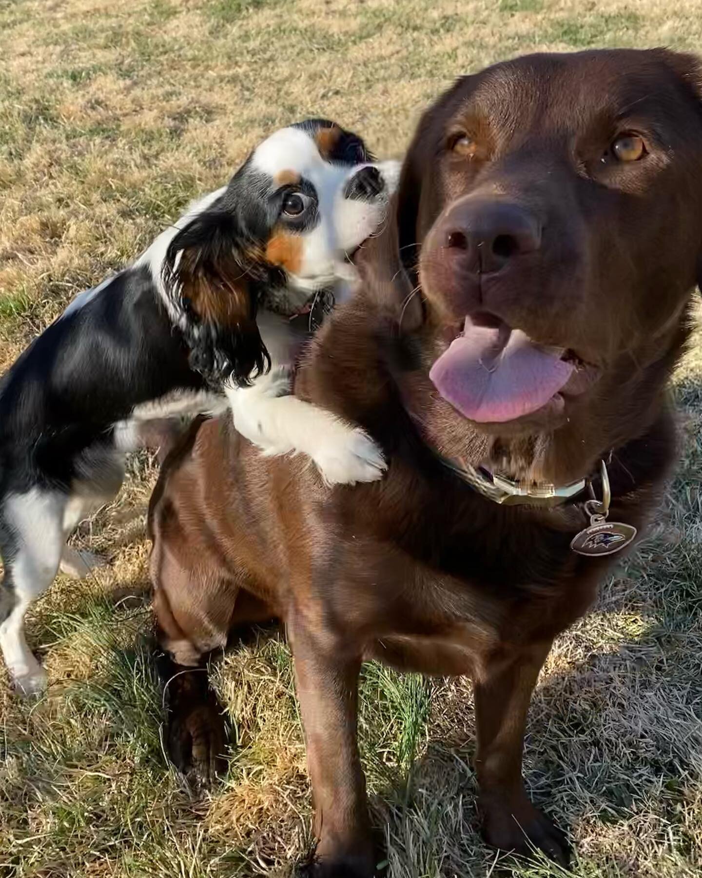 Frankie may be smaller than Wendell, but her bite is as big as his!! These two are evenly matched in every way 🐶💗.