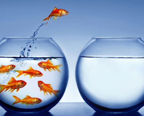 jumping-fish-1-495x400.jpg