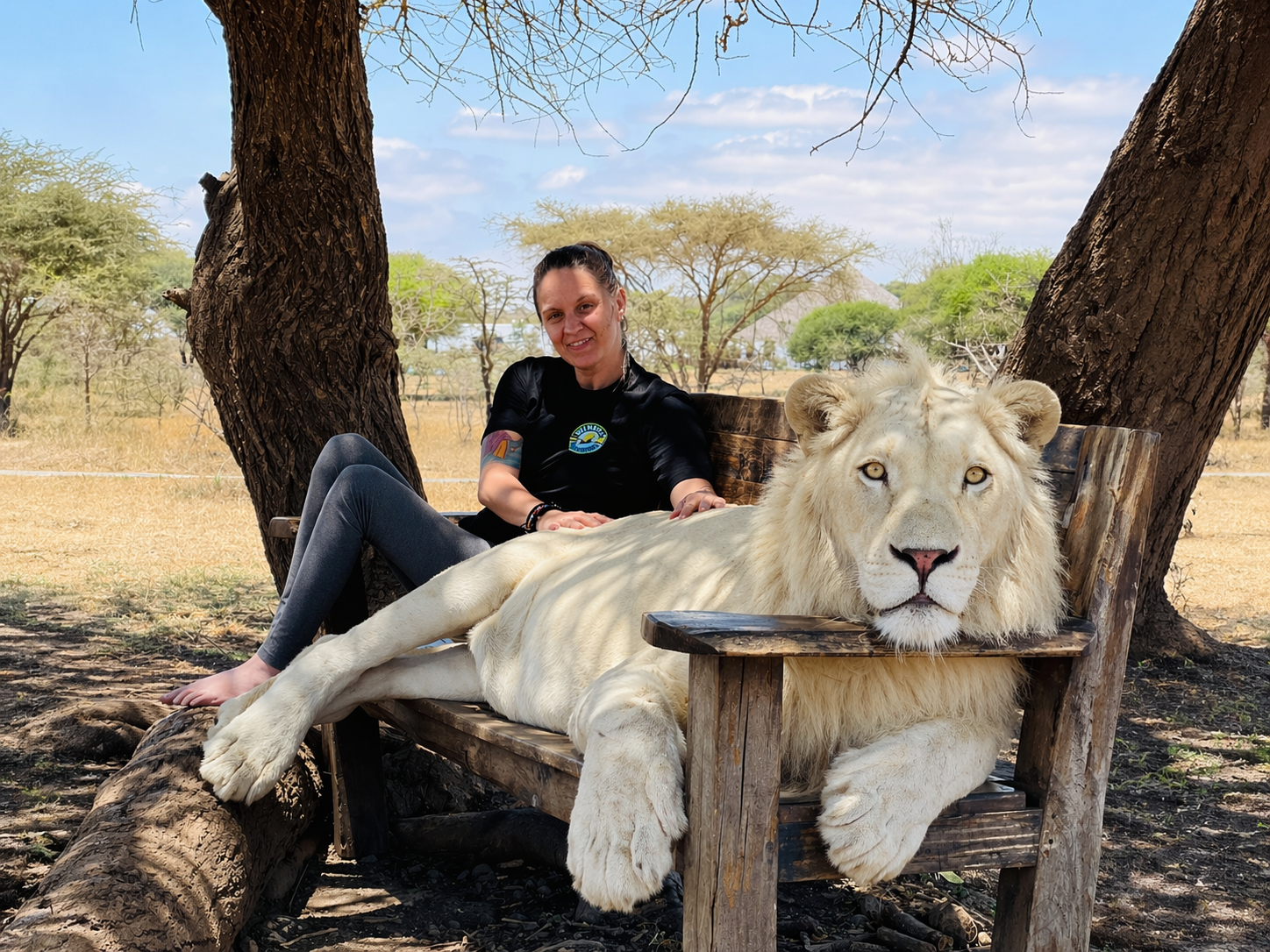A woman in black shirt and gray leggings is sitting on a wooden bench with a white lion resting its head on the bench. They are outdoors under a tree with a savannah landscape in the background.