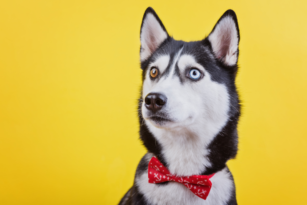 Siberian Husky on Yellow.jpg
