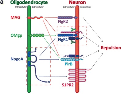 REVIEW PUBLISHED IN MOLECULAR NEUROBIOLOGY