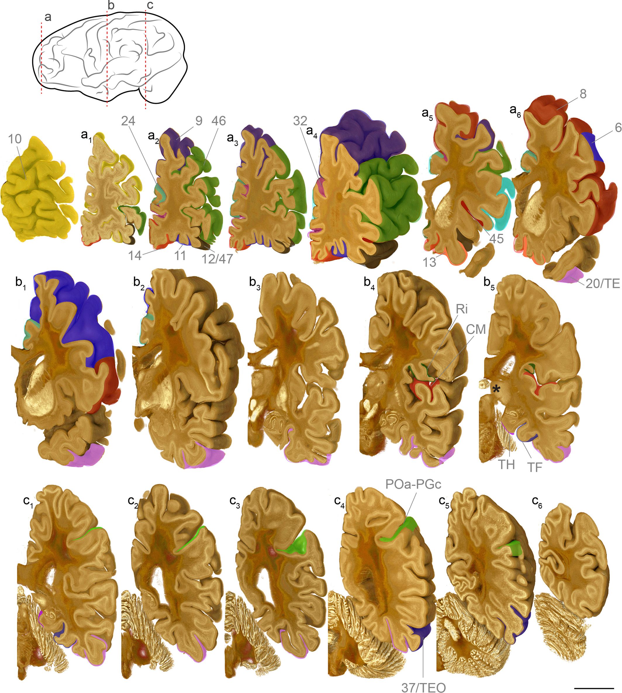 REVIEW PUBLISHED IN JOURNAL OF ANATOMY