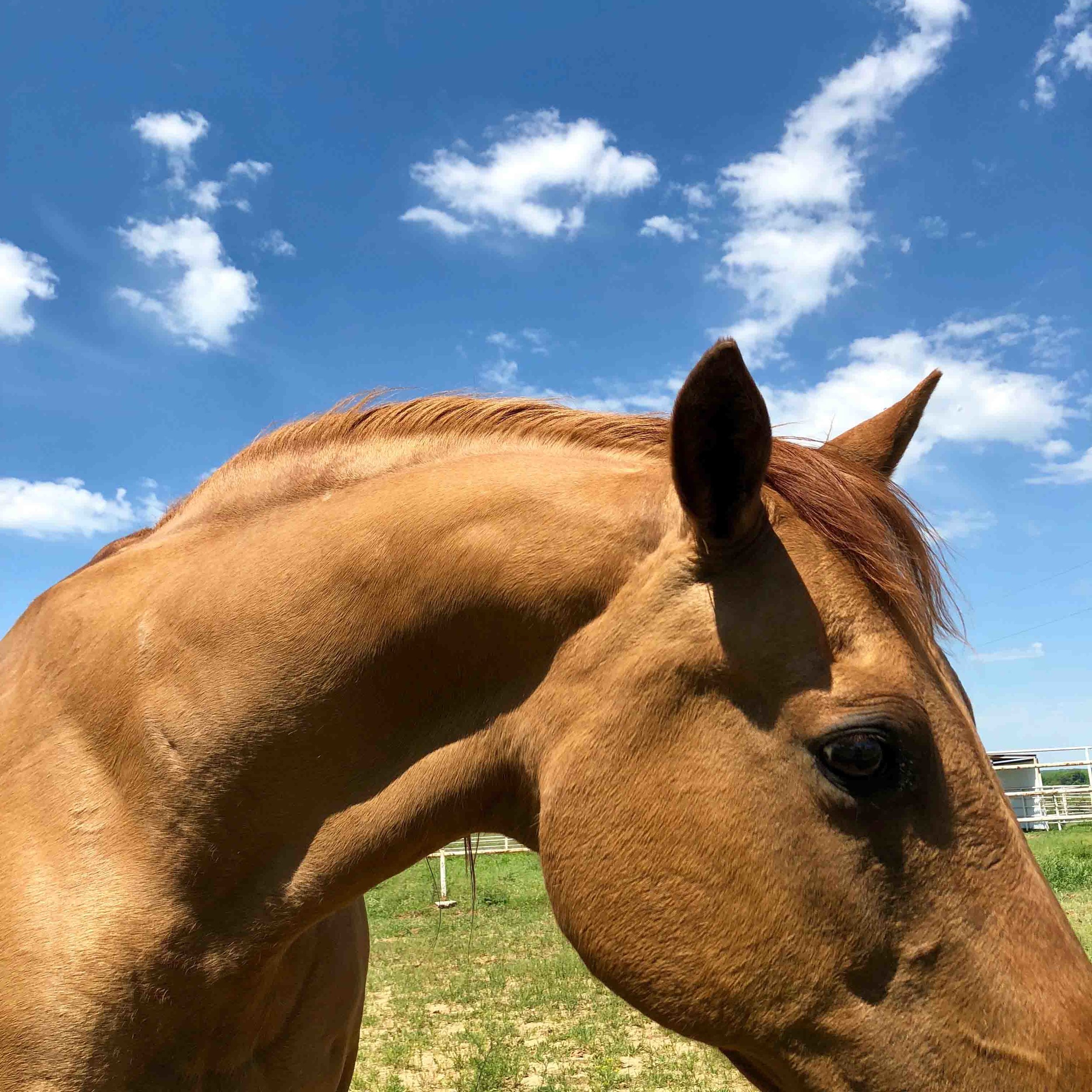 Irmgard Geul and Skip Hill Share Art Created Out on the Ranch in Between Pastures &amp; Skies