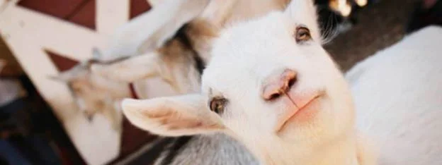 Top Things to do in Broken Bow | Petting Zoo