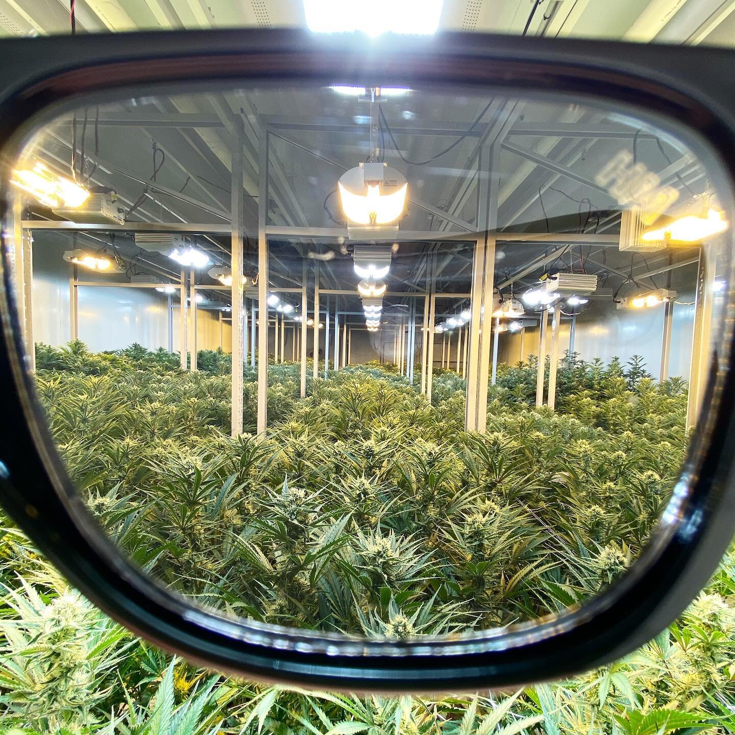 Man, nothing feels better than a room full of happy plants! 🌱 
.
.
.
#SBOfam # businessisbloomin #inspiredbygrowers #cannabiscommunity #garden #growtents