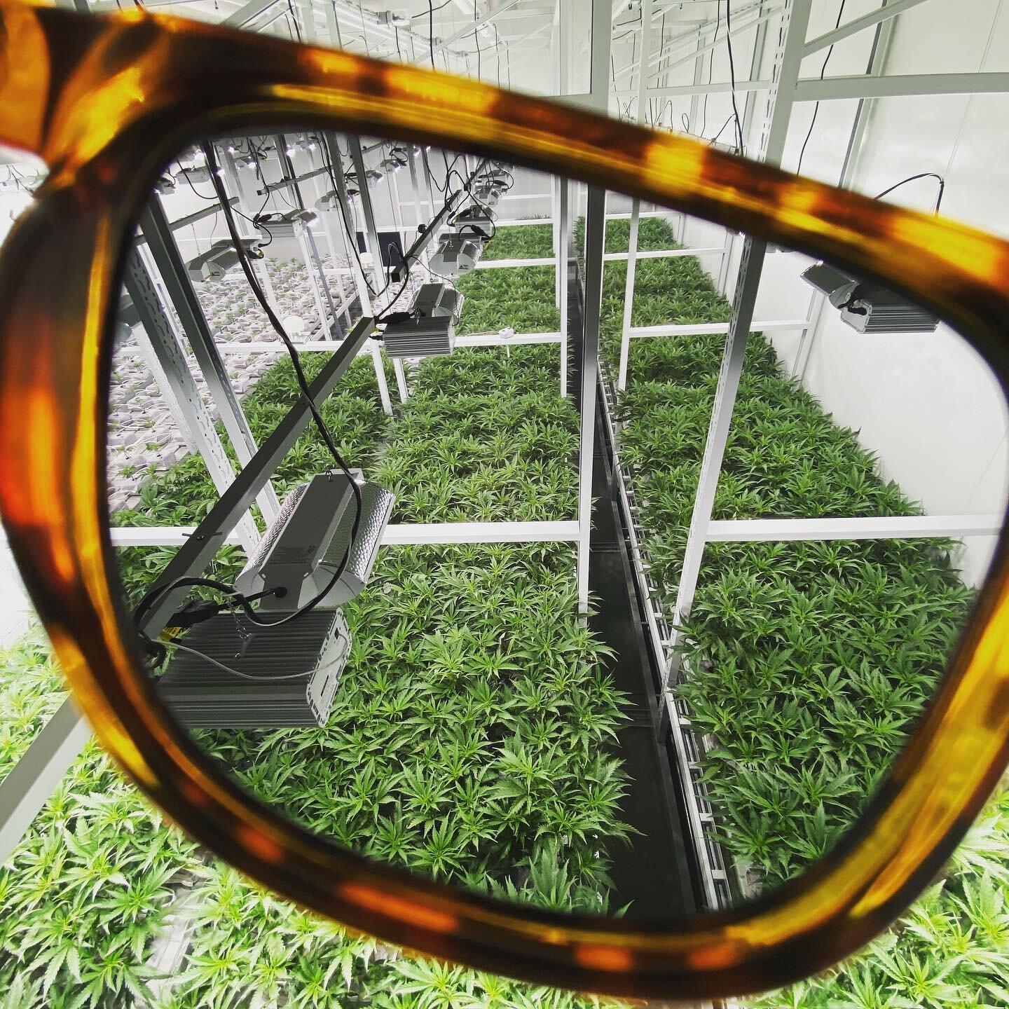 Glasses specifically designed for growers. Are you protecting your eyes?