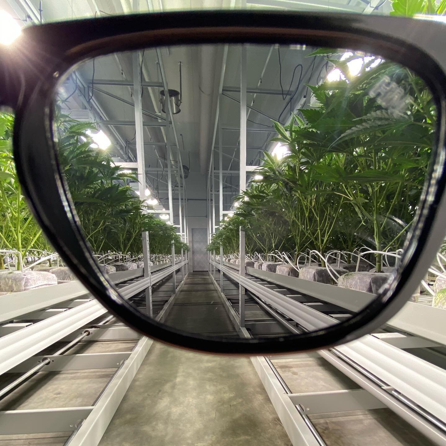 Coming up with relevant captions can get annoying...lol Just enjoy the view 😎

#SBOfam #bcbud #growlife #urbanfarmer #indoorgrown #cannabiscommunity #cannabisculture #protectinggrowerseyes #doitforthelove #happygrowing 

#SBOfam #bcbud #growlife #ur