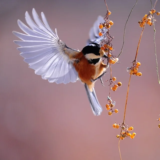 bird.jpg