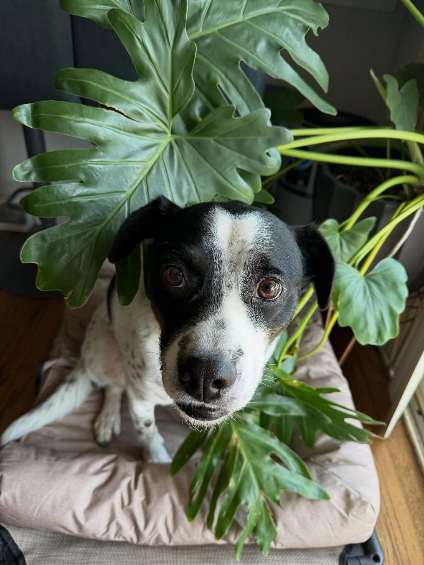 Cooper wants you to check out my March recap blog post so I can keep hanging out with him and my brother. 🌿

I&rsquo;m OOO for a few days but headed to Peoria for First Friday (4/3). 💚
.
.
.
.
#celebratethewins #nephewpup #chicagodesigner