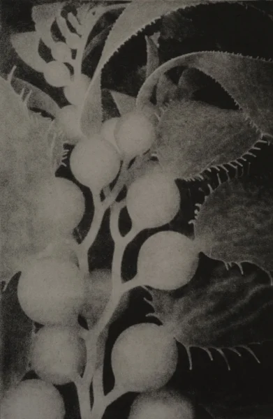 bull kelp.jpg