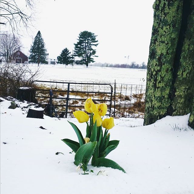 Really didn't expect snow on my birthday this year, I don't think these tulips did either ☔ ❄🌷#endlesswinter #32ndbday #springtimetulips #newhampsire