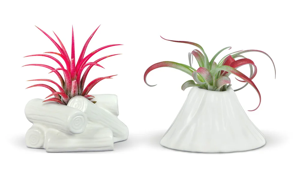 fancyplants-group.jpg