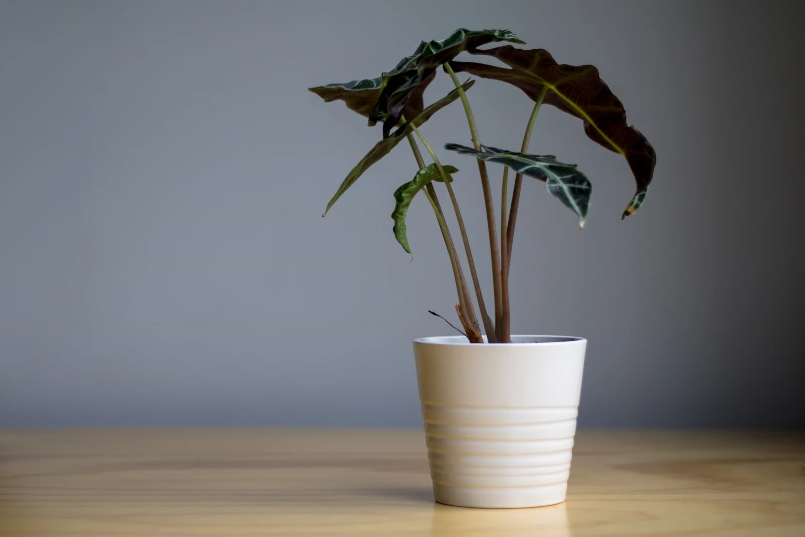 alocasia polly.jpg