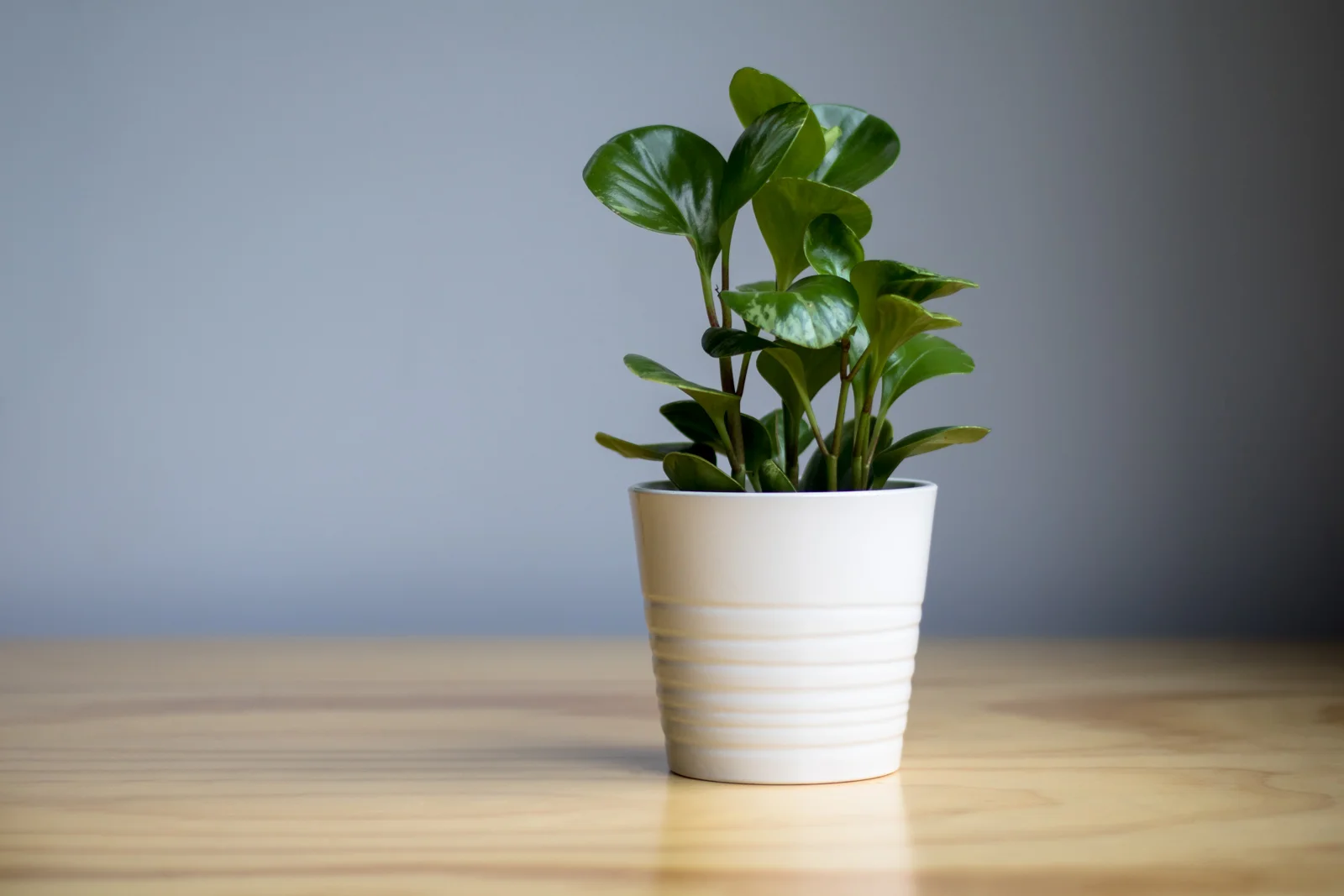 peperomia.jpg