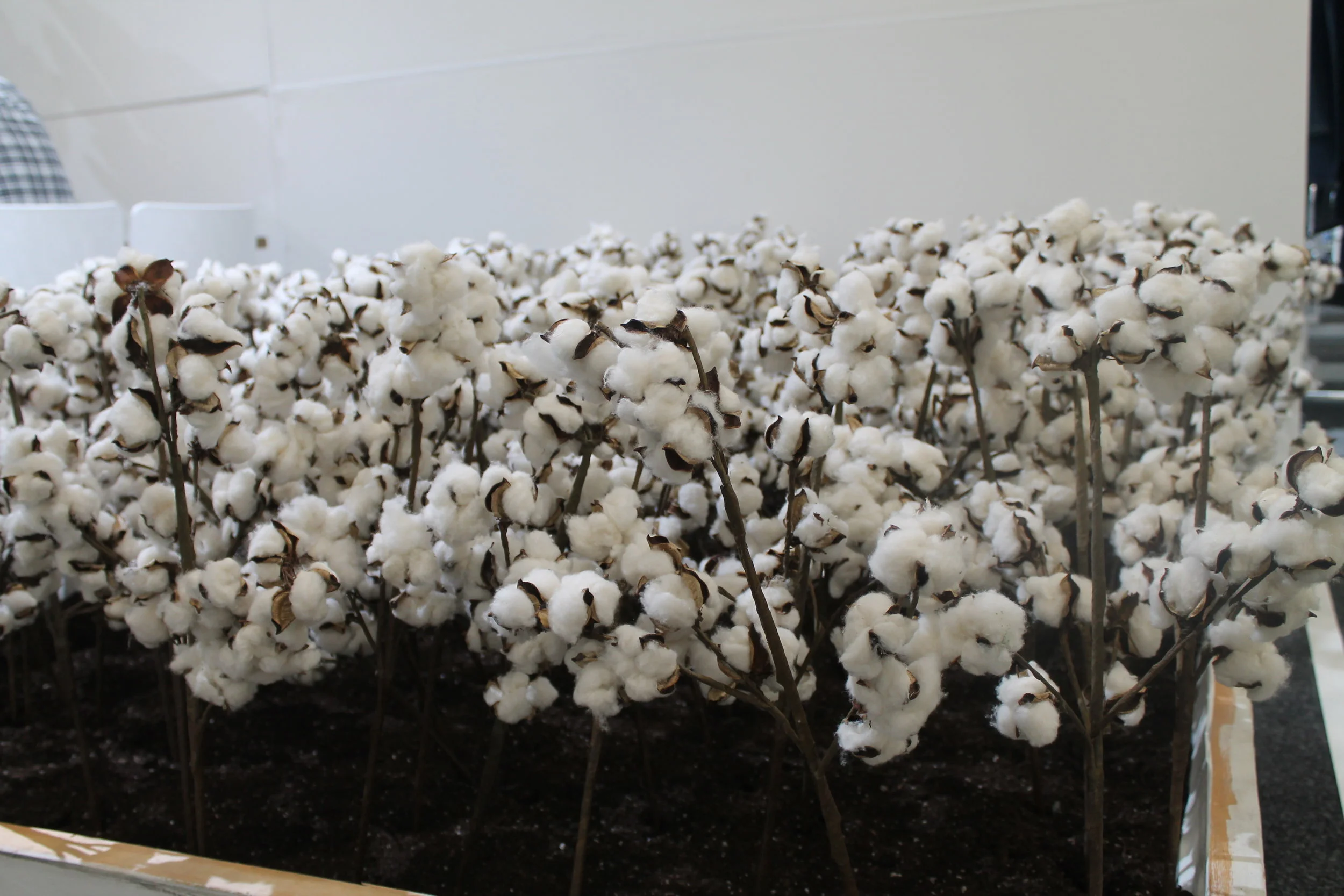 Cotton garden