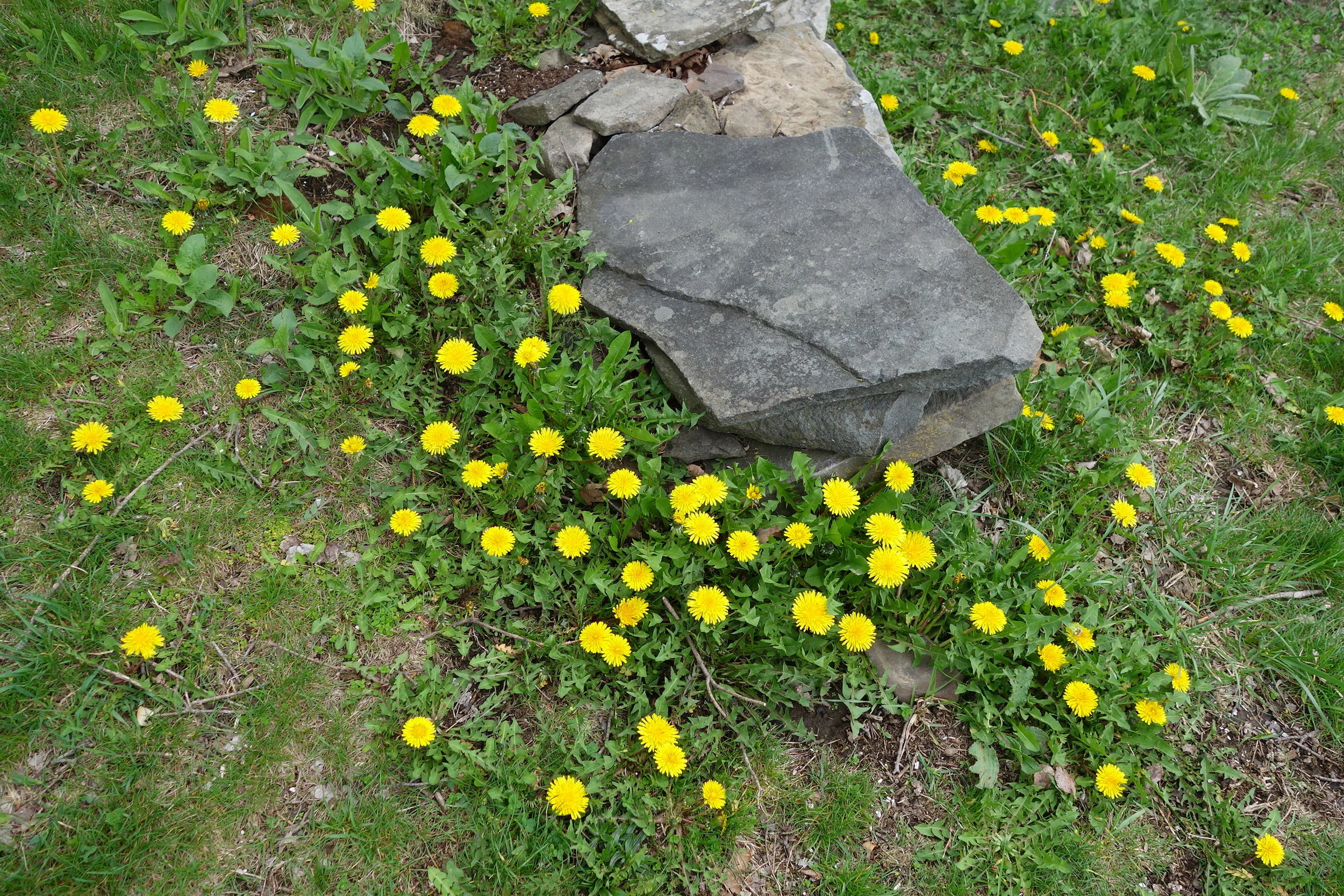 DSC01736.JPG