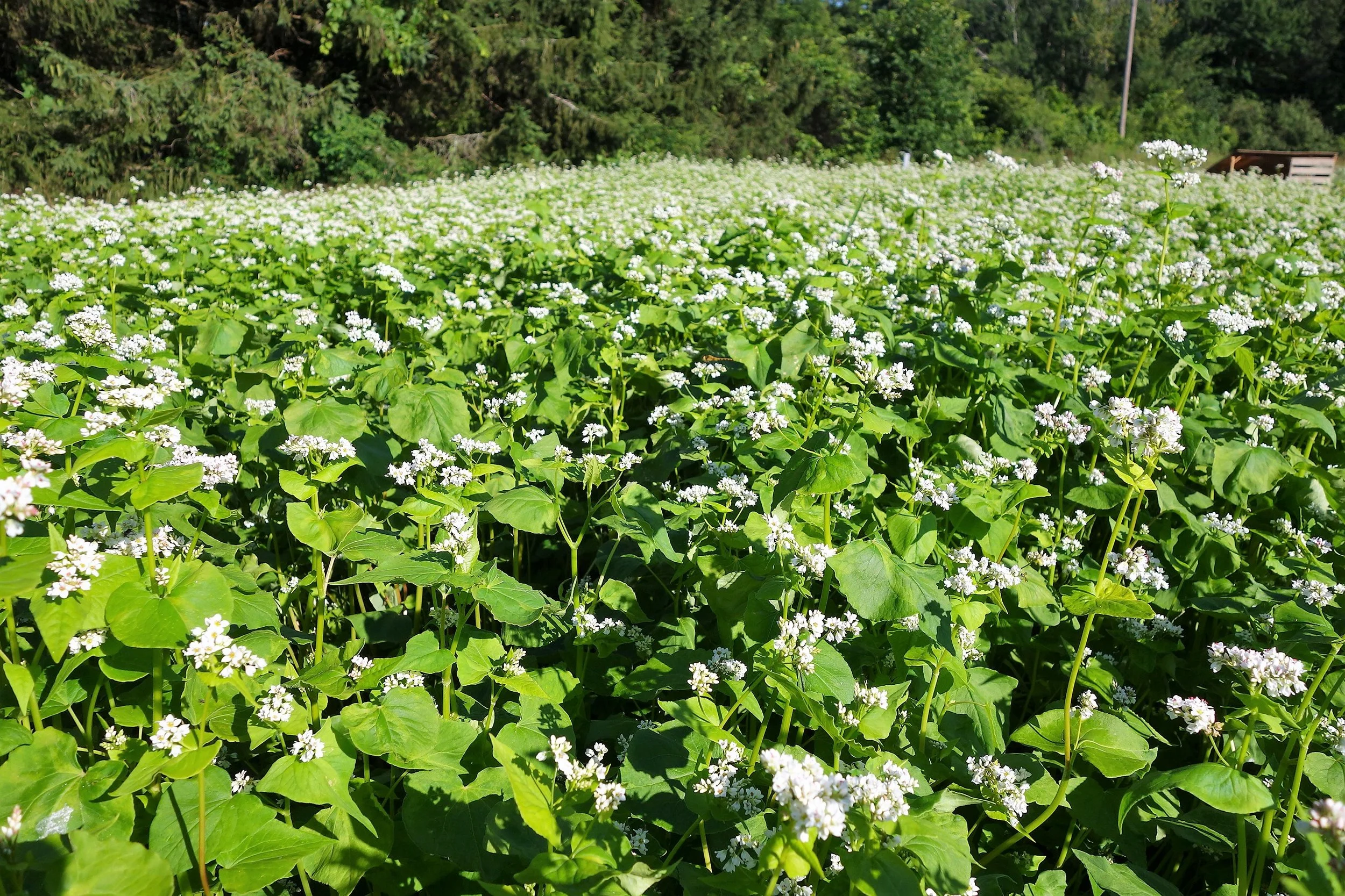 buckwheat.jpg