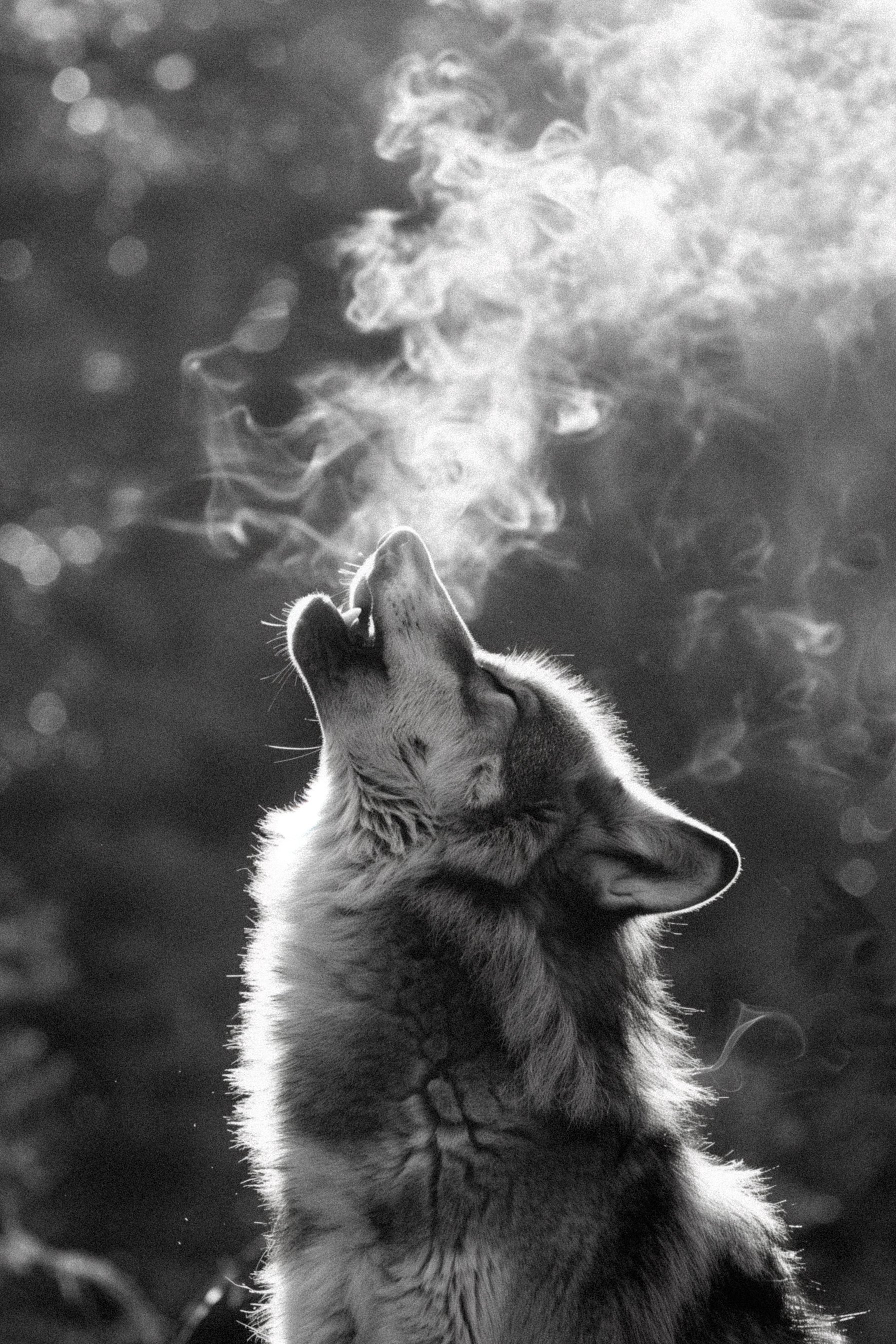A wolf howling with visible breath or steam in black and white, with airy smoke or vapor rising from its mouth.