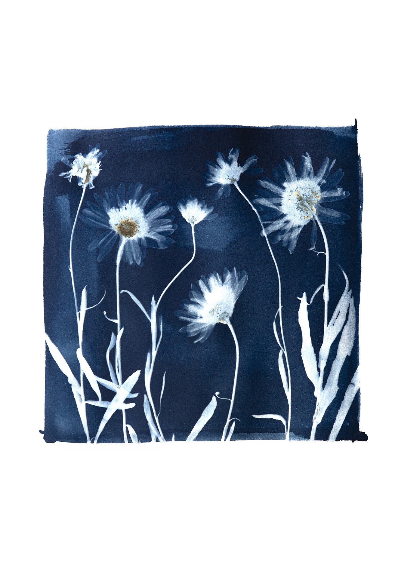 Shasta Daisies