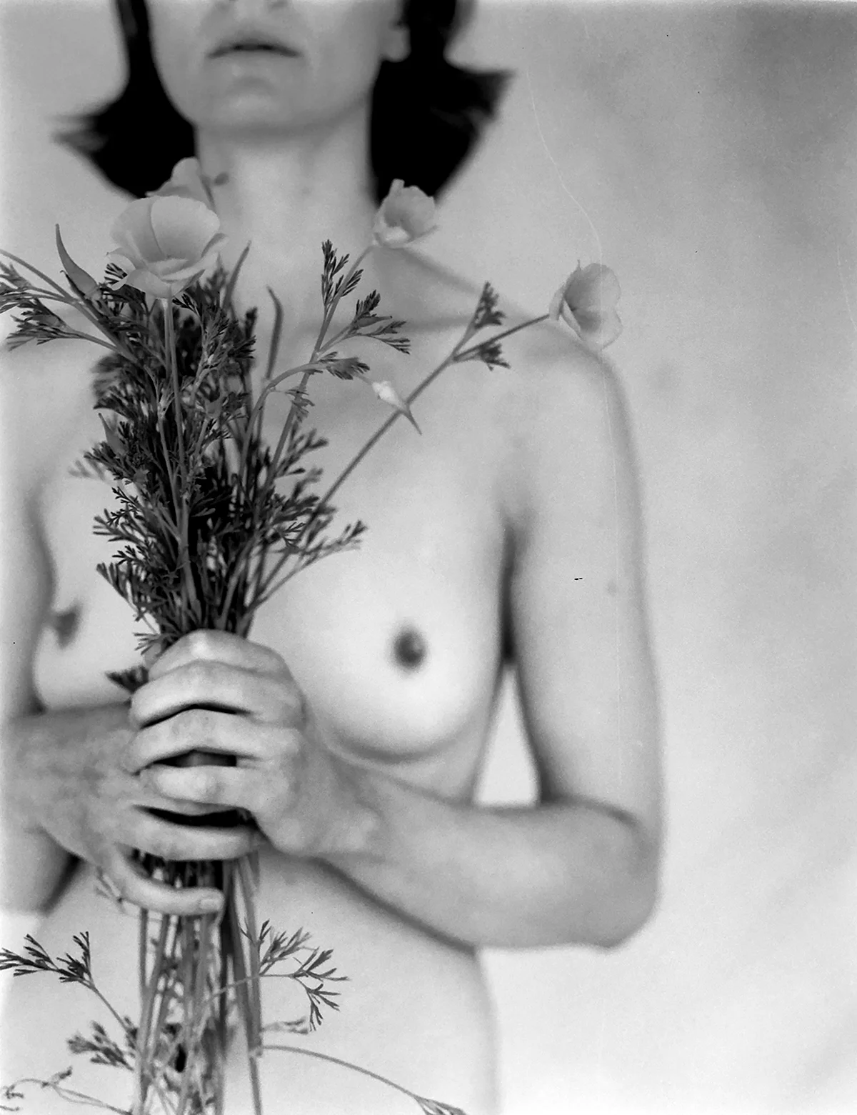 AmandaD-poppies2.jpg