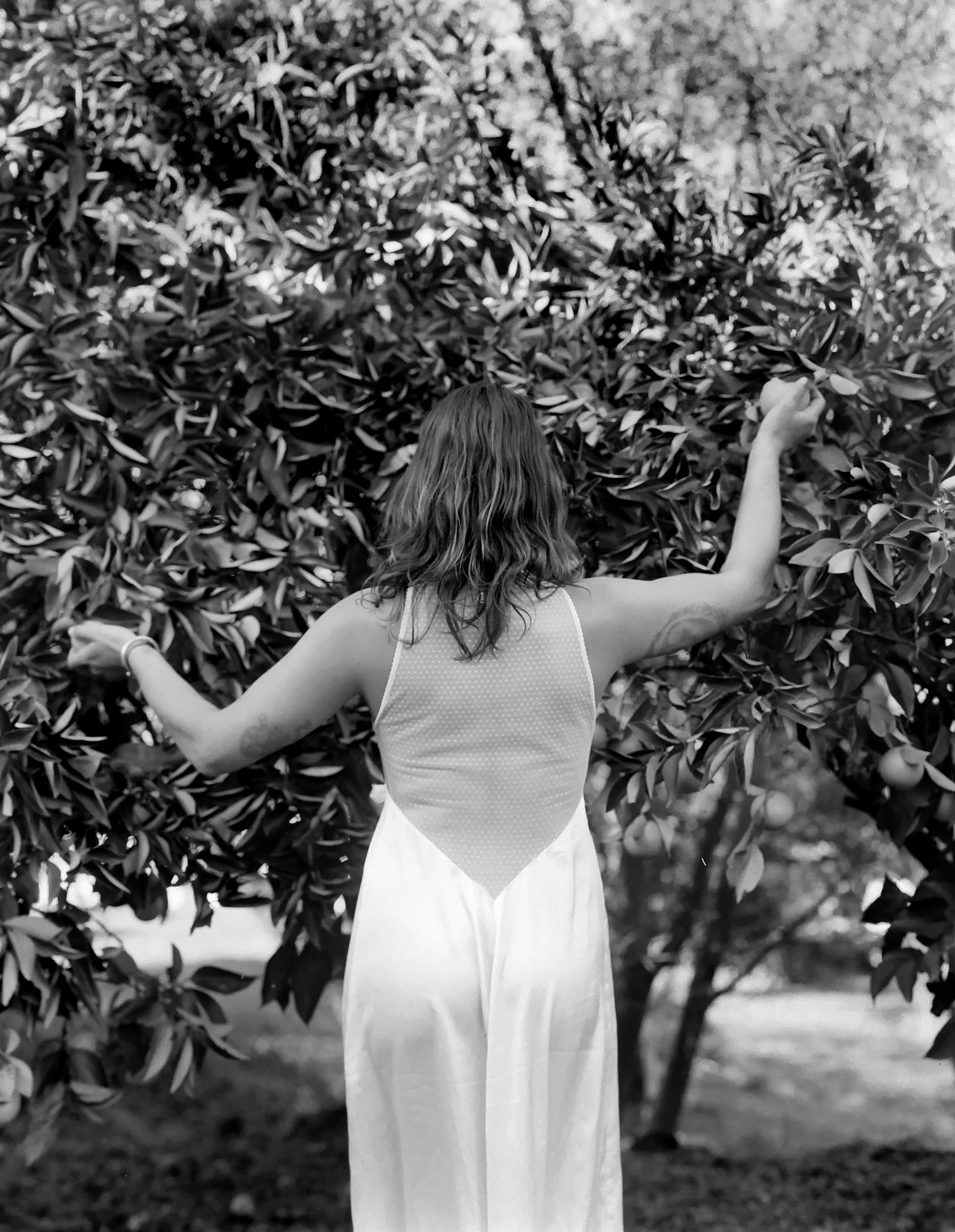 WEBTiandra_OrangeTree2.jpg