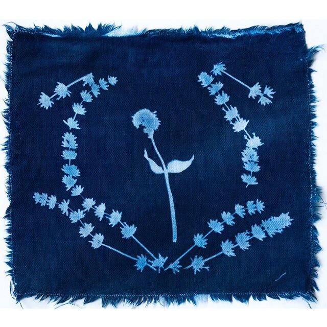 Wild Lavender and Lilac
Botanical cyanotype print on linen.
Available on June 17th for only $32
I&rsquo;m slowly updating my online store with Birthday Sale items. All original, all unique and all ready to ship.&mdash;&mdash;&mdash;&mdash;&mdash;&mda