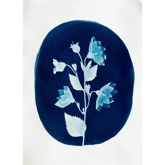 Birthday Sale this Wednesday June 17th!  All prints only $33. Live on my website, link in bio. 
Balloon Flower
contact printed cyanotype on paper
11x14&rdquo;