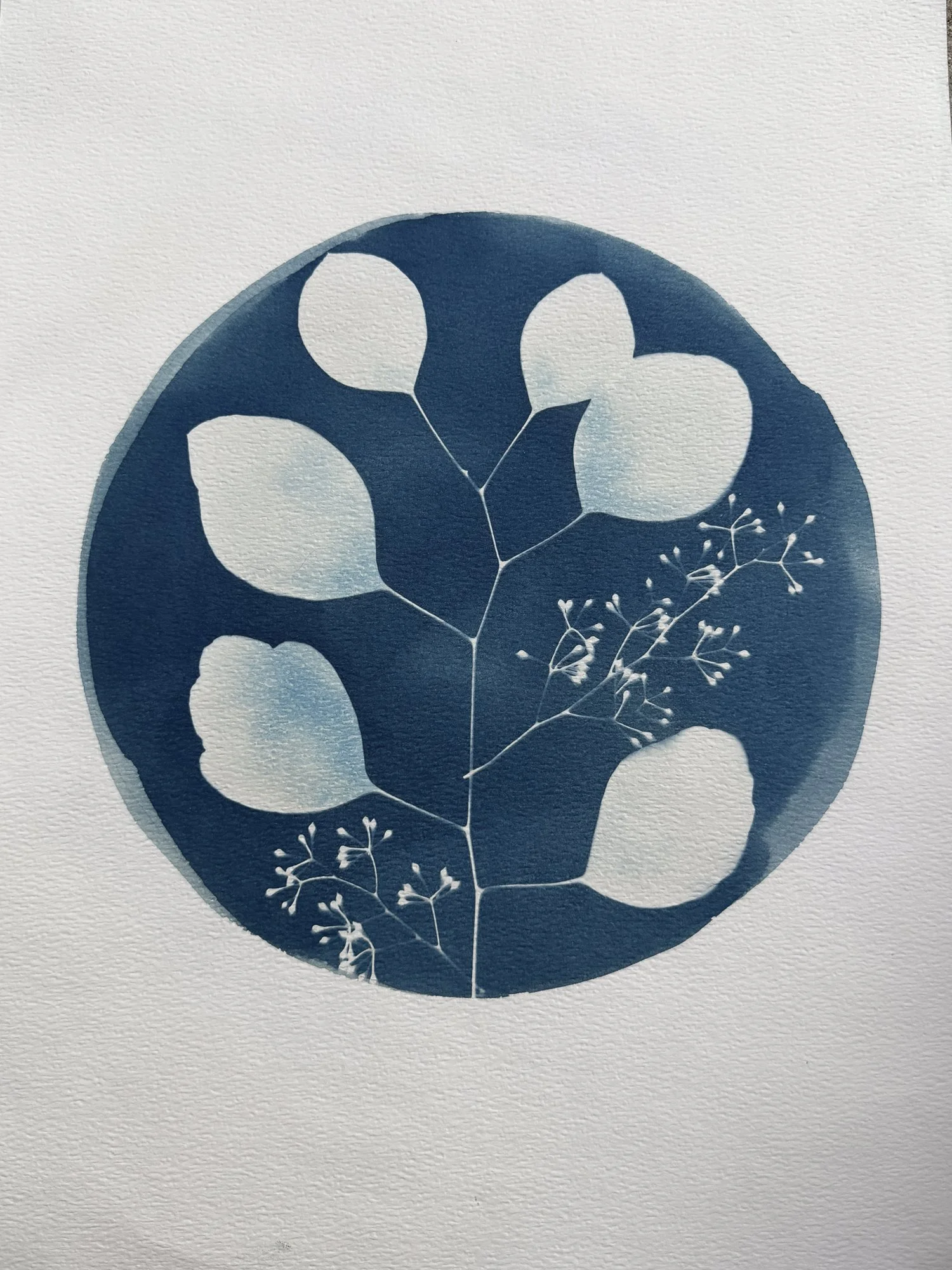 Eucalyptus-ORIGINAL