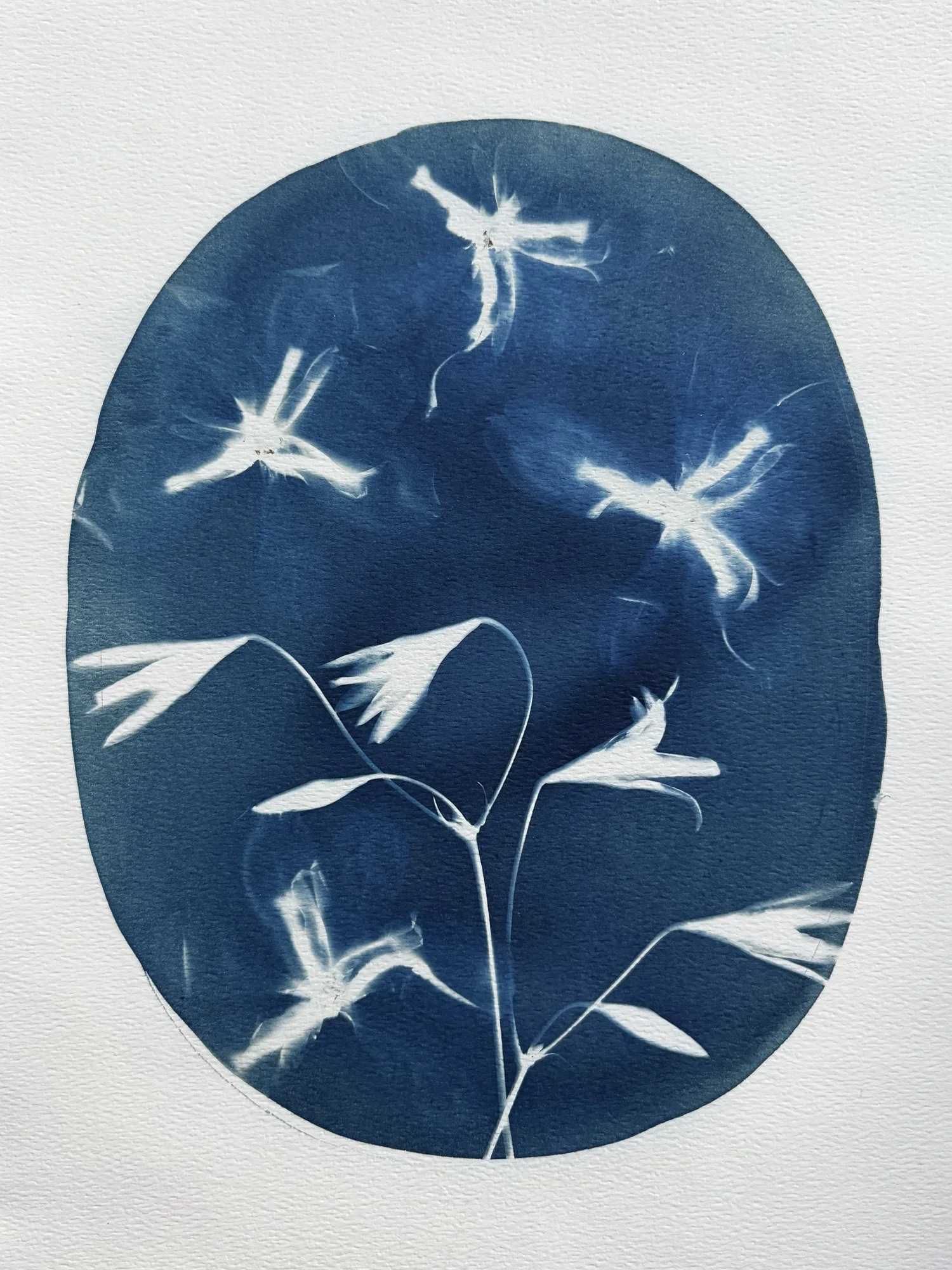 Brodiaea Butterflies-ORIGINAL