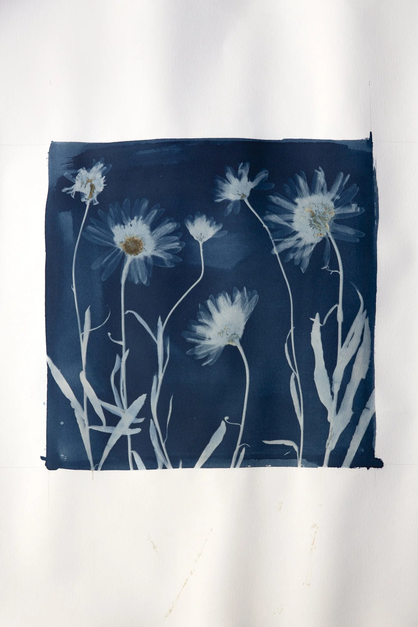Shasta Daisies (Original)